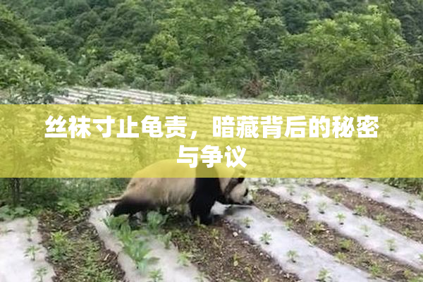 丝袜寸止龟责，暗藏背后的秘密与争议