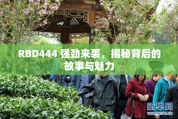 RBD444 强劲来袭，揭秘背后的故事与魅力