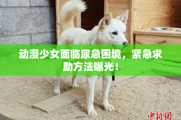 动漫少女面临尿急困境，紧急求助方法曝光！