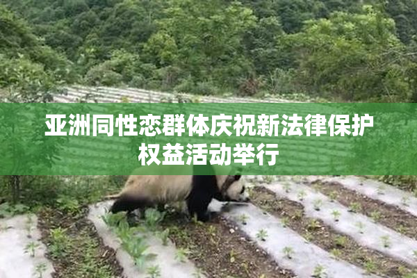 亚洲同性恋群体庆祝新法律保护权益活动举行
