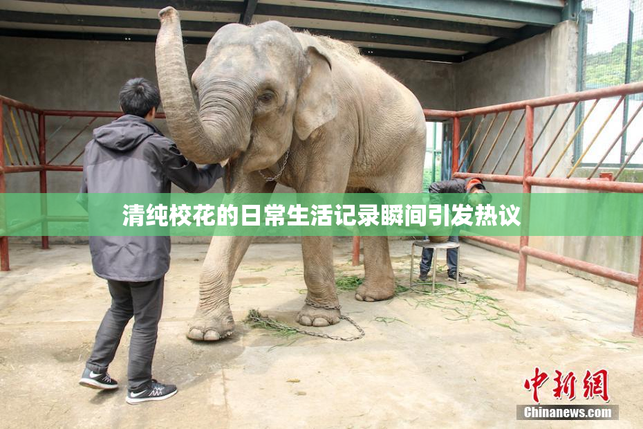 清纯校花的日常生活记录瞬间引发热议