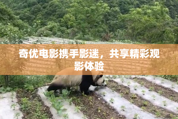 奇优电影携手影迷，共享精彩观影体验