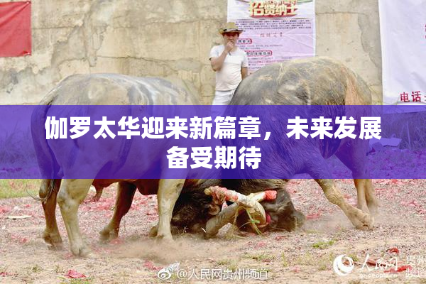 伽罗太华迎来新篇章，未来发展备受期待