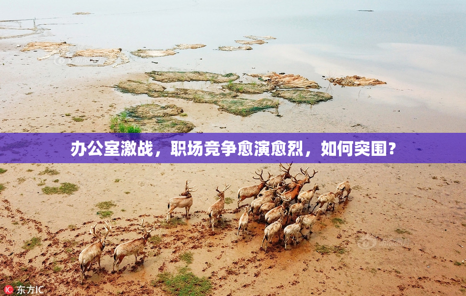 办公室激战，职场竞争愈演愈烈，如何突围？