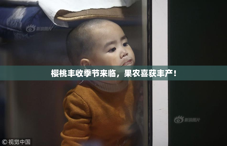 樱桃丰收季节来临，果农喜获丰产！
