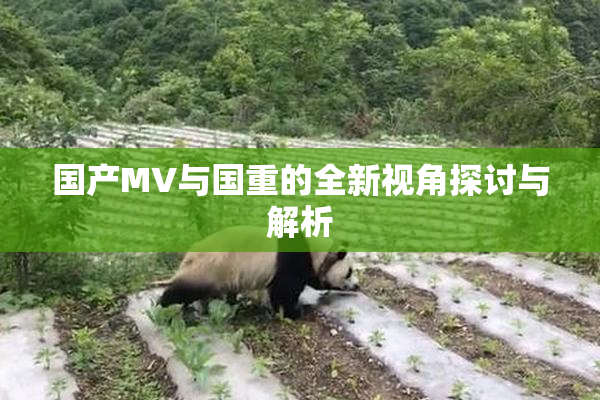 国产MV与国重的全新视角探讨与解析