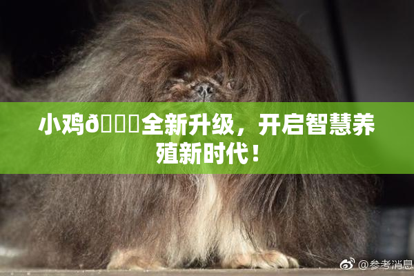 小鸡🐔全新升级，开启智慧养殖新时代！
