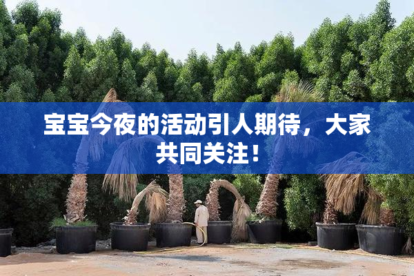 宝宝今夜的活动引人期待，大家共同关注！
