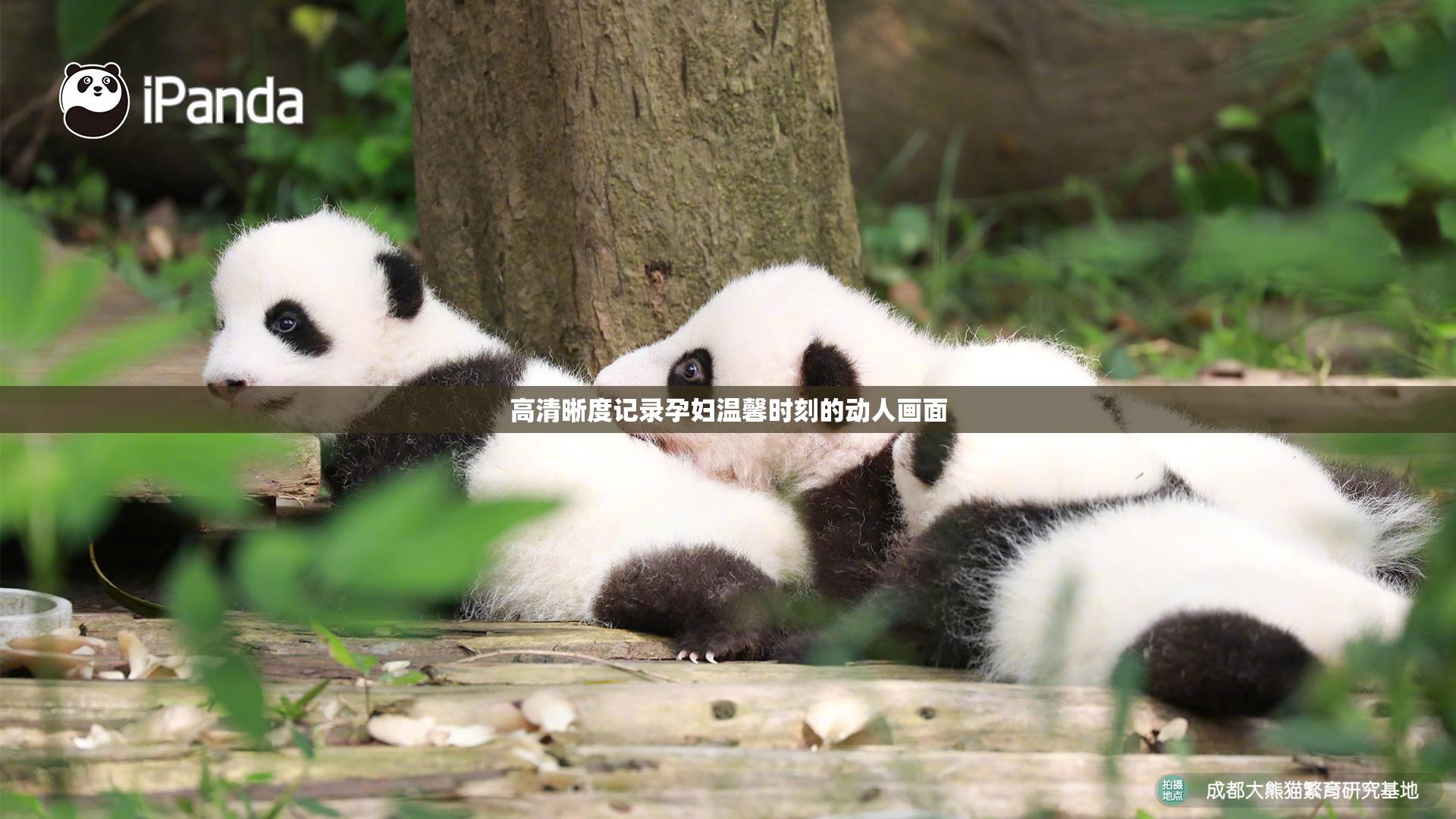 高清晰度记录孕妇温馨时刻的动人画面