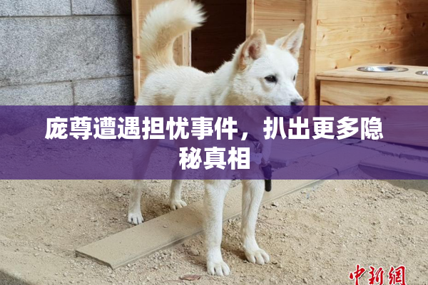 庞尊遭遇担忧事件，扒出更多隐秘真相