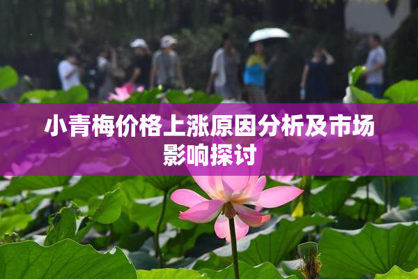 小青梅价格上涨原因分析及市场影响探讨