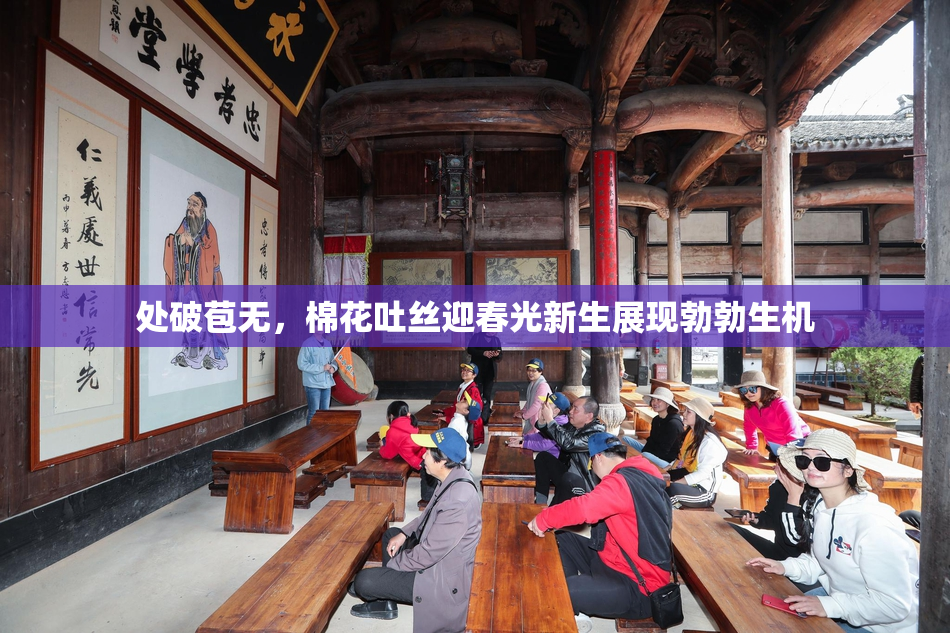 处破苞无，棉花吐丝迎春光新生展现勃勃生机