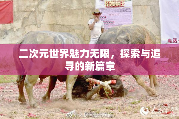 二次元世界魅力无限，探索与追寻的新篇章