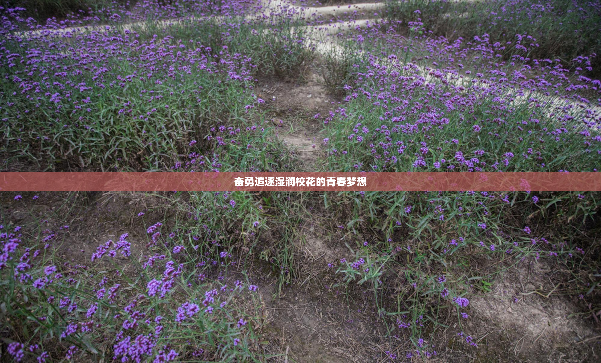 奋勇追逐湿润校花的青春梦想