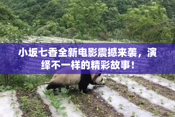 小坂七香全新电影震撼来袭，演绎不一样的精彩故事！