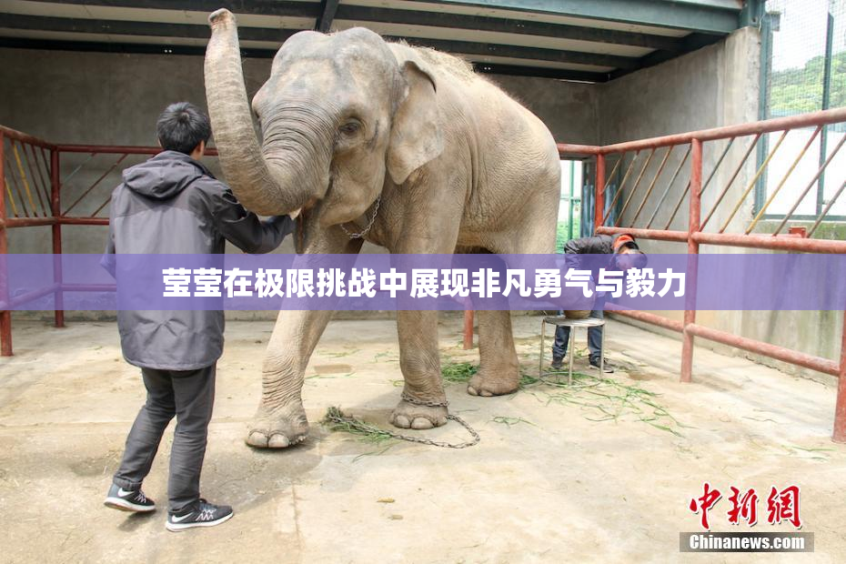 莹莹在极限挑战中展现非凡勇气与毅力