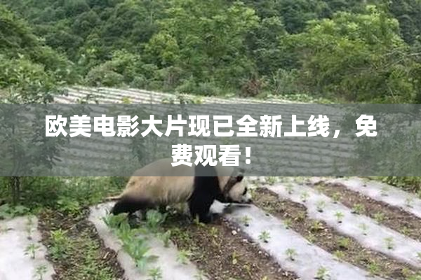 欧美电影大片现已全新上线，免费观看！