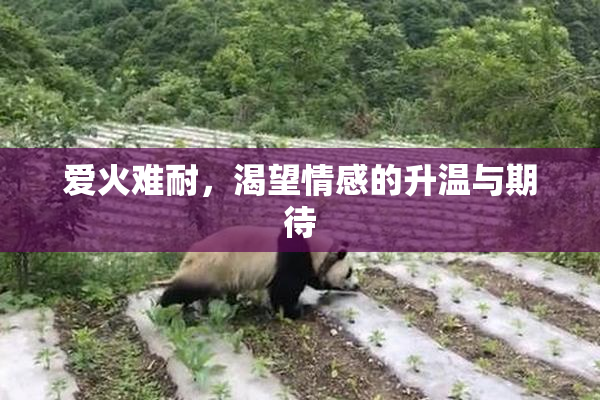 爱火难耐，渴望情感的升温与期待