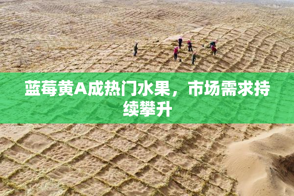 蓝莓黄A成热门水果，市场需求持续攀升