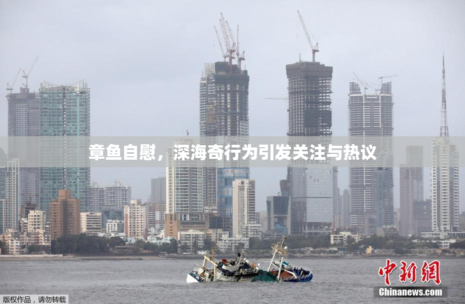 章鱼自慰，深海奇行为引发关注与热议