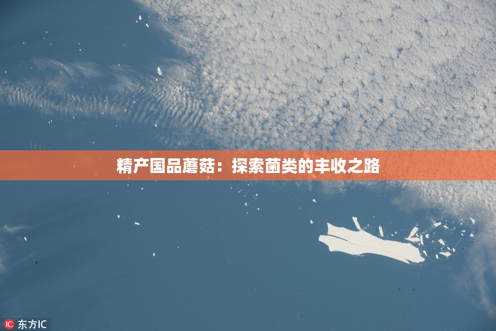 精产国品蘑菇：探索菌类的丰收之路