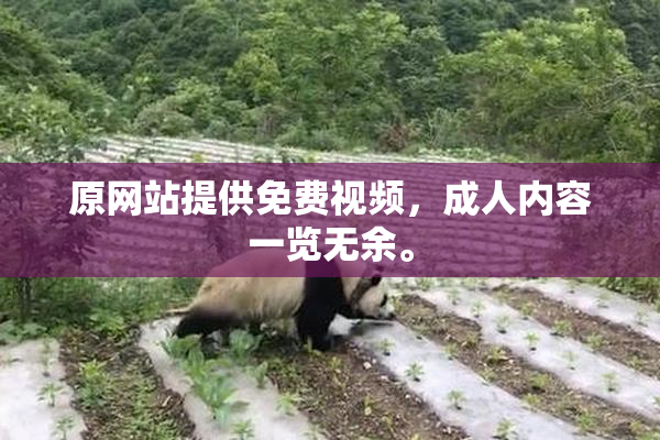 原网站提供免费视频，成人内容一览无余。