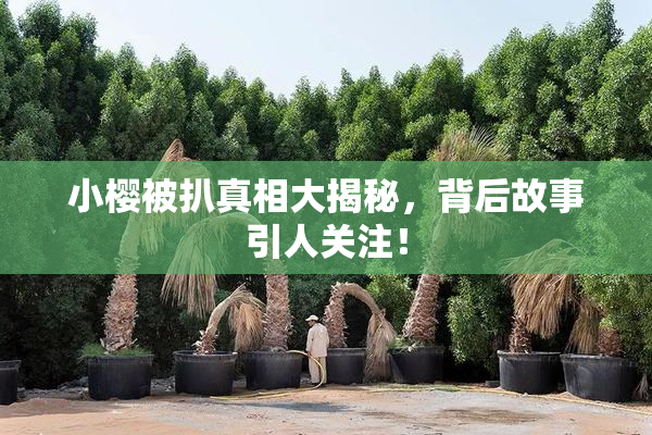 小樱被扒真相大揭秘，背后故事引人关注！