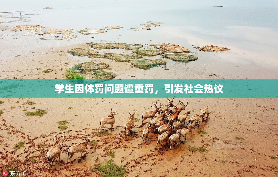 学生因体罚问题遭重罚，引发社会热议