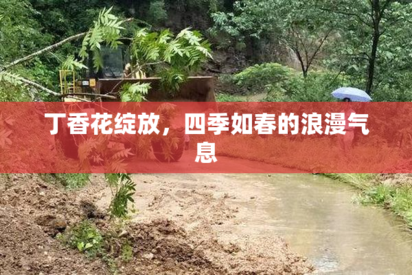 丁香花绽放，四季如春的浪漫气息