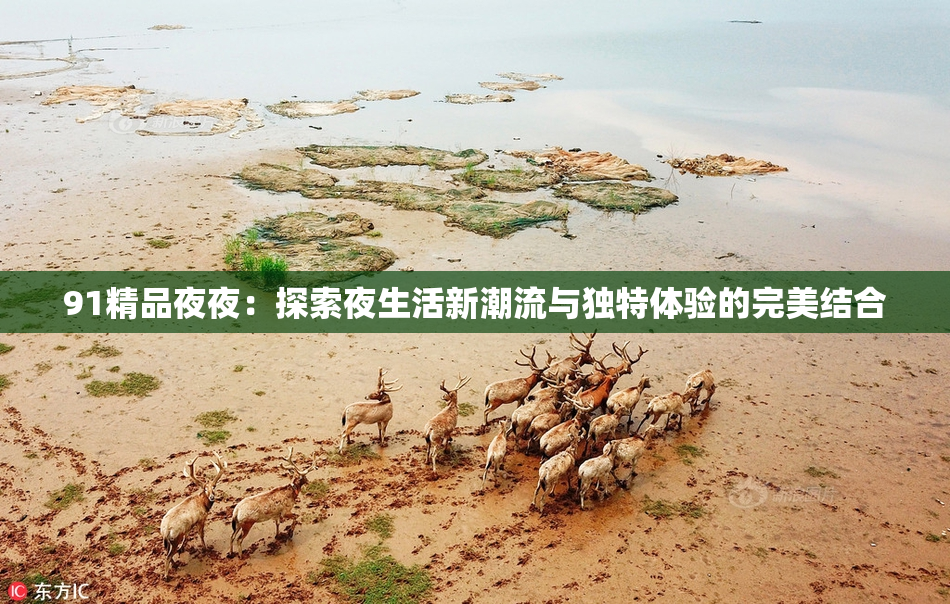 91精品夜夜：探索夜生活新潮流与独特体验的完美结合