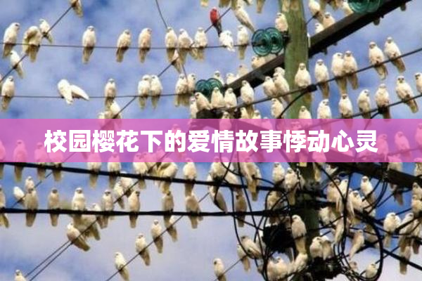 校园樱花下的爱情故事悸动心灵