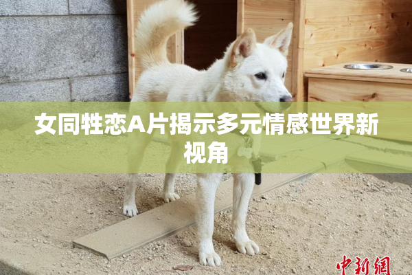 女同牲恋A片揭示多元情感世界新视角