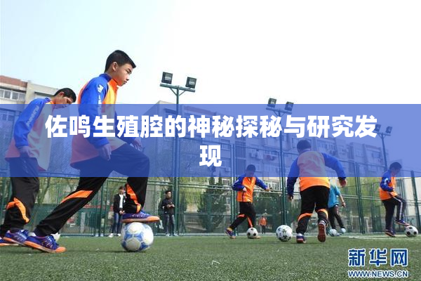 佐鸣生殖腔的神秘探秘与研究发现