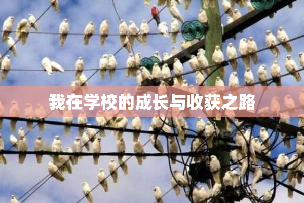 我在学校的成长与收获之路