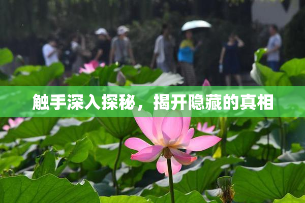触手深入探秘，揭开隐藏的真相