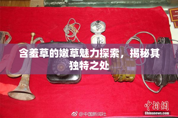 含羞草的嫩草魅力探索，揭秘其独特之处