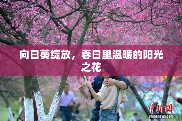 向日葵绽放，春日里温暖的阳光之花