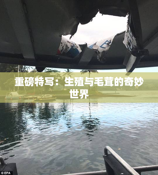重磅特写：生殖与毛茸的奇妙世界