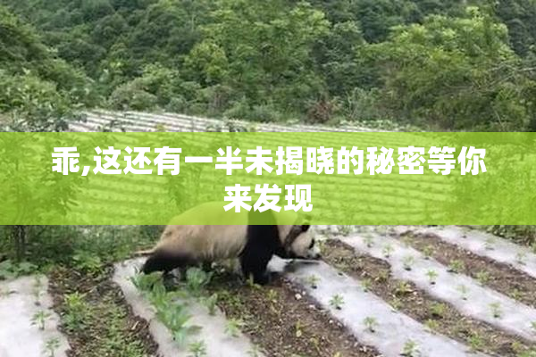 乖,这还有一半未揭晓的秘密等你来发现