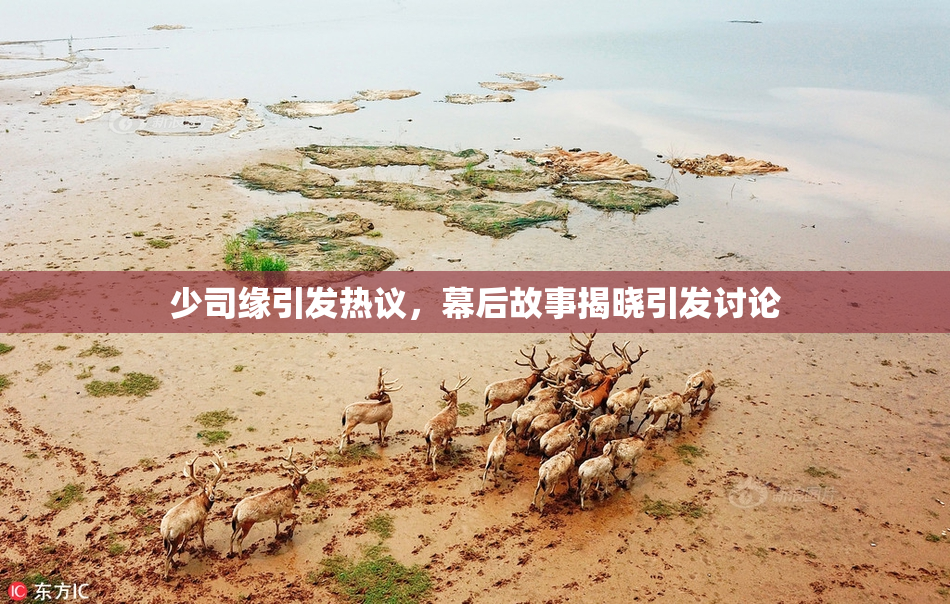 少司缘引发热议，幕后故事揭晓引发讨论