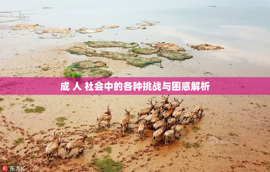 成 人 社会中的各种挑战与困惑解析