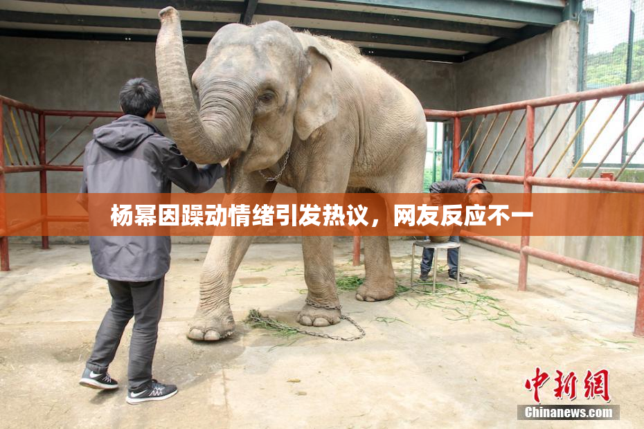 杨幂因躁动情绪引发热议，网友反应不一