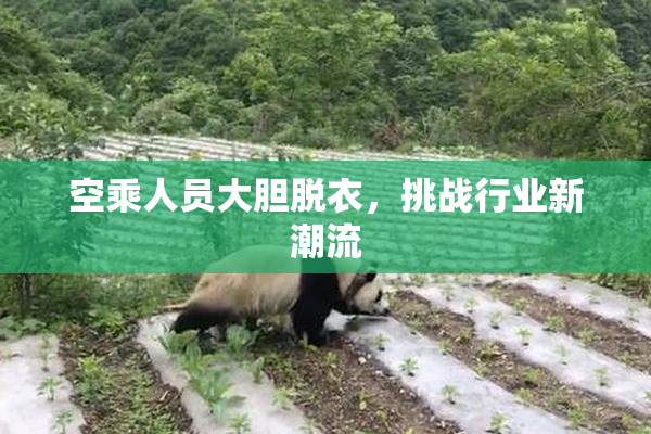 空乘人员大胆脱衣，挑战行业新潮流