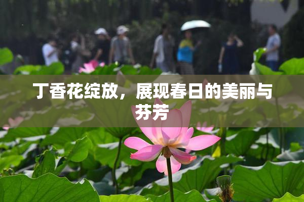 丁香花绽放，展现春日的美丽与芬芳