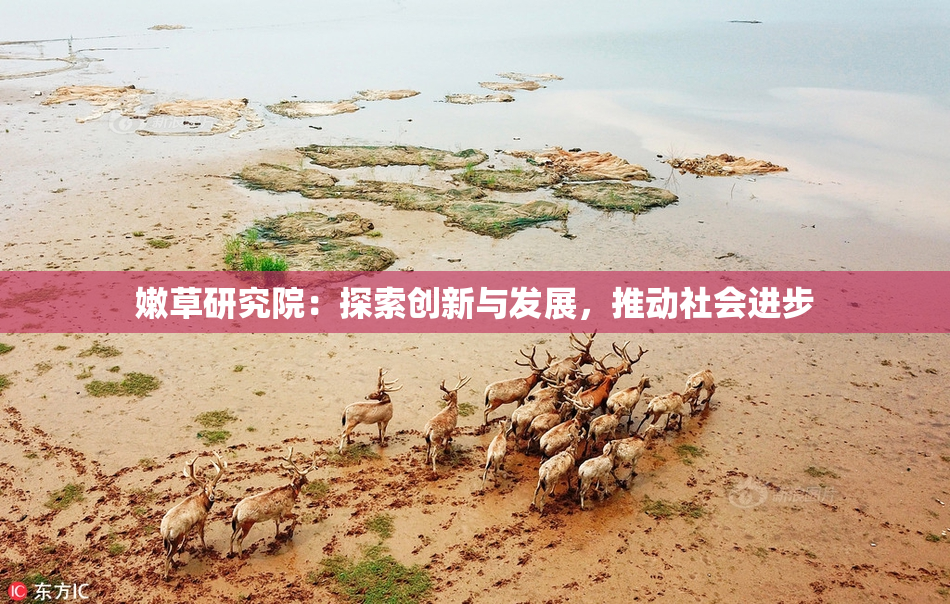 嫩草研究院：探索创新与发展，推动社会进步
