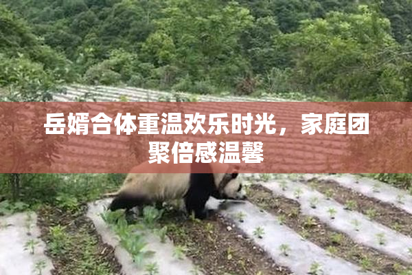 岳婿合体重温欢乐时光，家庭团聚倍感温馨