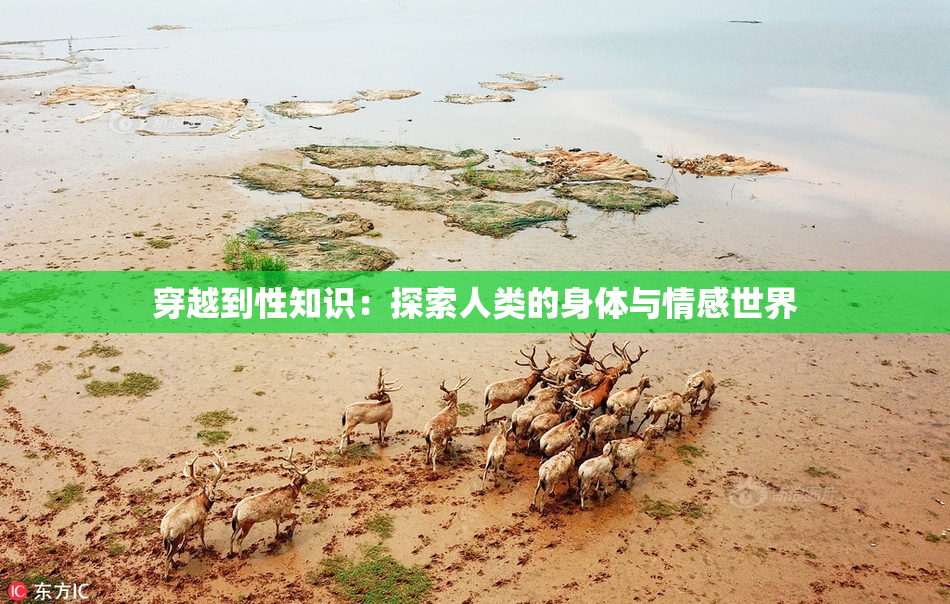 穿越到性知识：探索人类的身体与情感世界