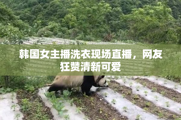 韩国女主播洗衣现场直播，网友狂赞清新可爱