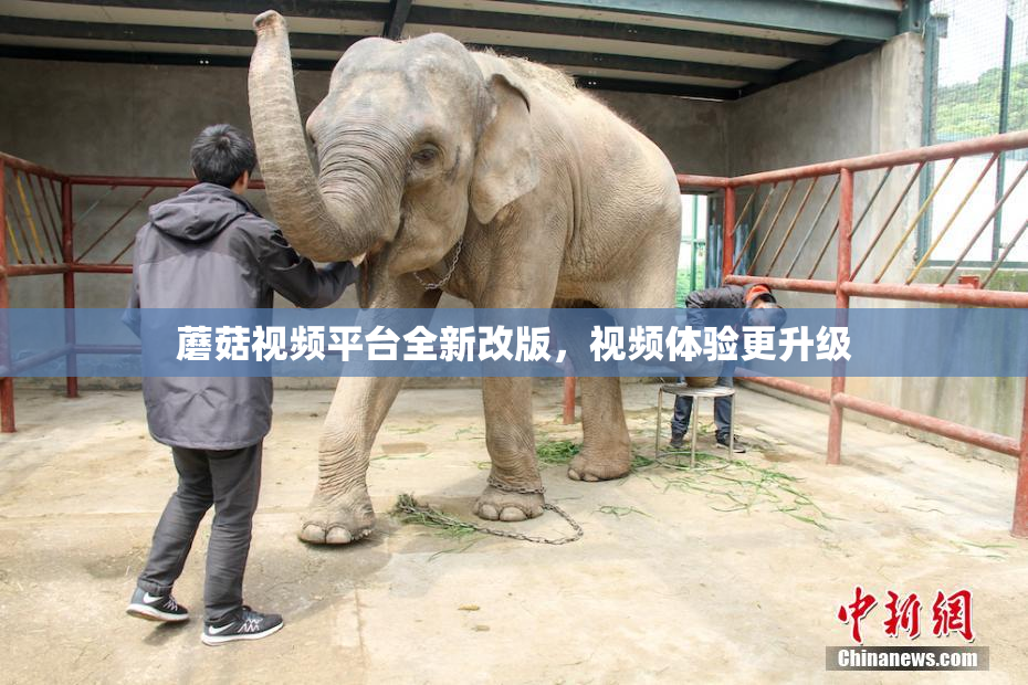 蘑菇视频平台全新改版，视频体验更升级