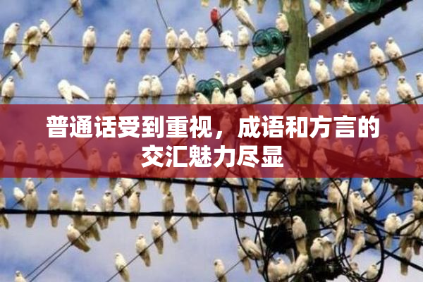普通话受到重视，成语和方言的交汇魅力尽显